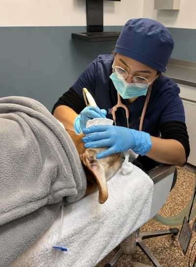 Dental Examination