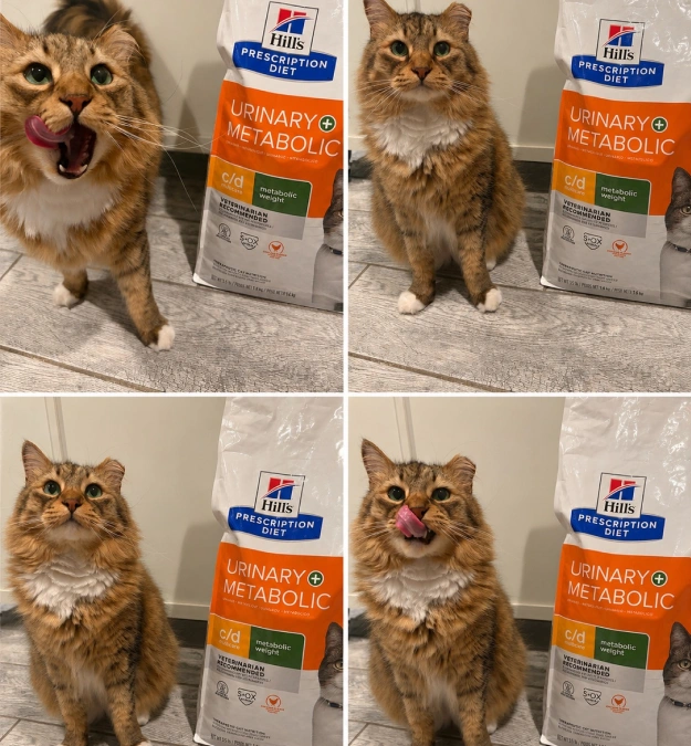 Improve Your Pet's Health With Hill's Diet