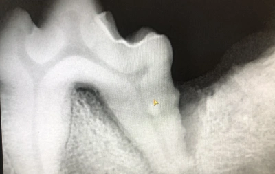Pet X Ray