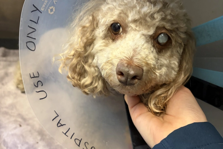 Pet Surgery