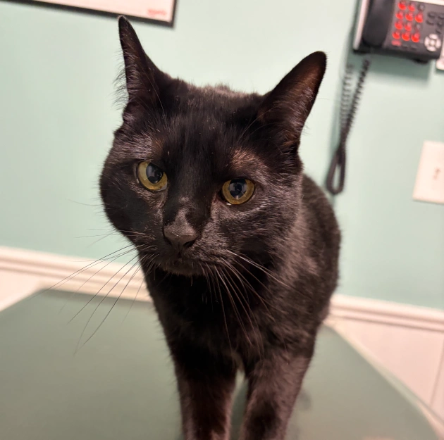Comprehensive Wellness Care for Your Pet