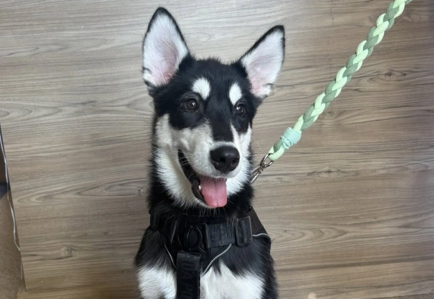 Our Petdesk App